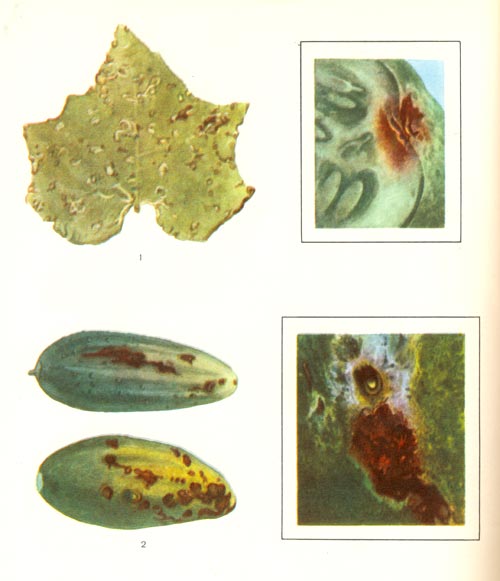 “аблица 49. Ѕактериоз огурцов: 1 - больной лист (справа - п¤тна при большом увеличении); 2 - больные плоды (справа ¤звочка при большом увеличении)