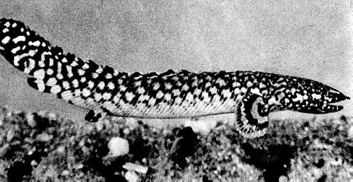 46. Polypterus ornatipinnis 