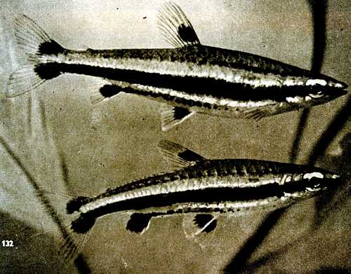 186.   (Nannostomus trifasciatus)