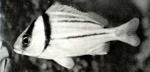 548. a (Anisotremus virginicus)
