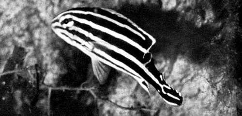 550. Plectorhinchus lineatus
