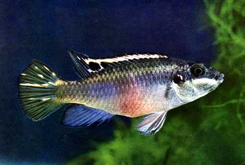 . 52, .   (Pelvicachromis pulcher, . Pelmatochromis kribensis)