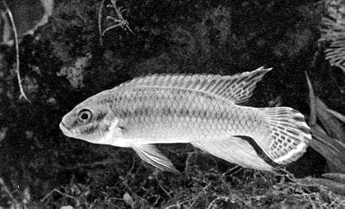 687. Pelvicachromis taeniatus (. Pelmatochromis klugei)