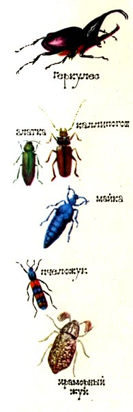 Геркулес, златка, каллипогон, майка, пчеложук, мраморный жук